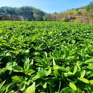 자연을 닮은 평창 명이나물